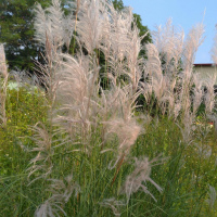 甜根子草