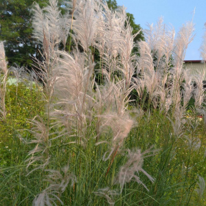 甜根子草