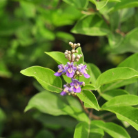 三葉蔓莖